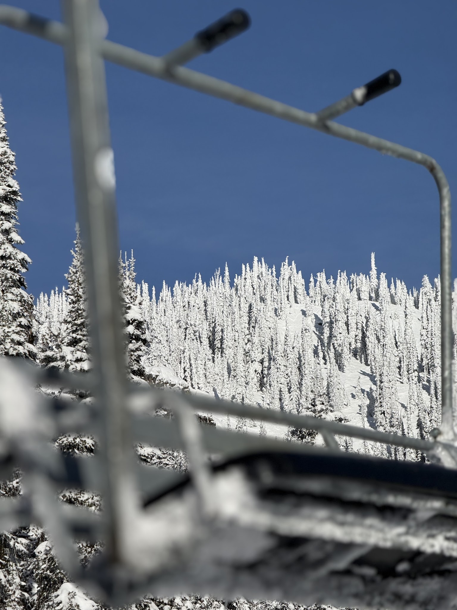 Snow-laden evergreens on a Montana mountain under a clear blue sky