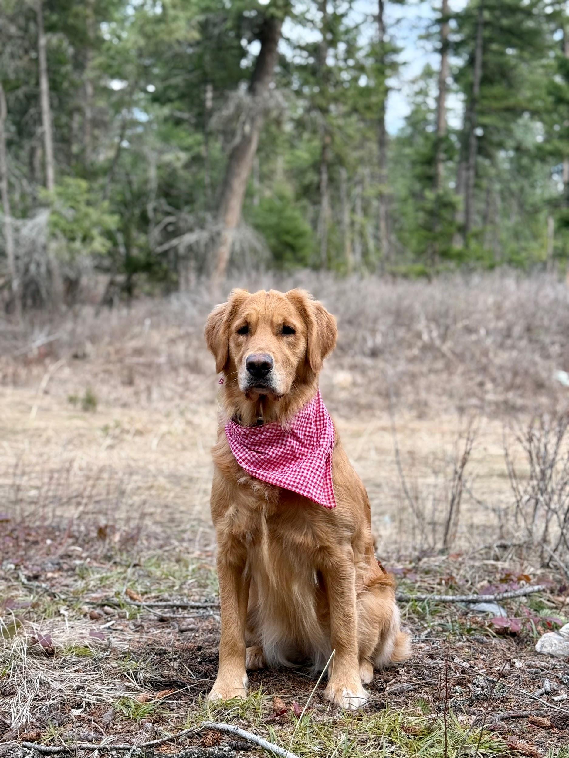 Bennie the golden retriever in a red gingham bandana