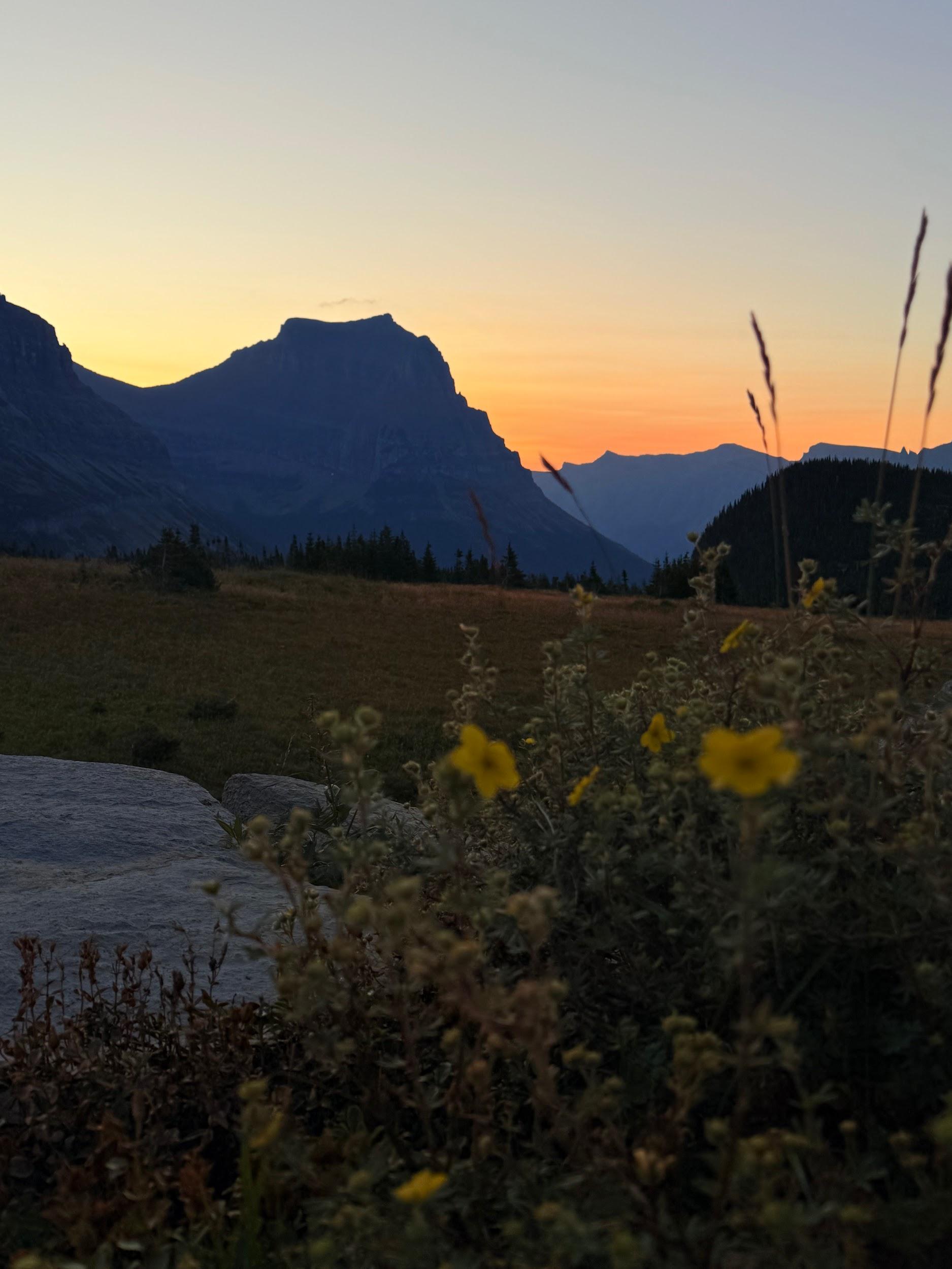 Wildflowers and mountains at sunset in Glacier